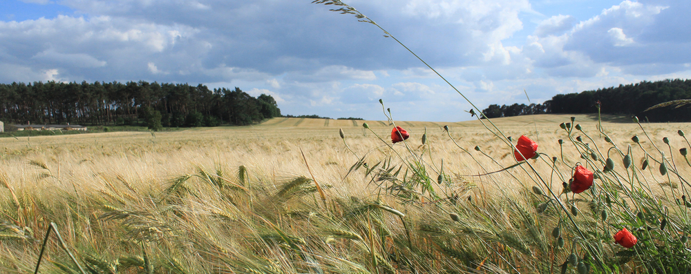 Kornfeld Prignitz